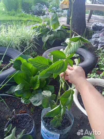 Саженцы ежевики