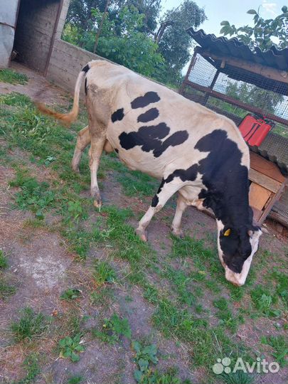 Корова дойная
