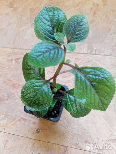 Плектрантус