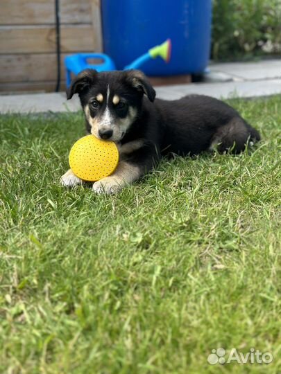 Алиса 2 месяца