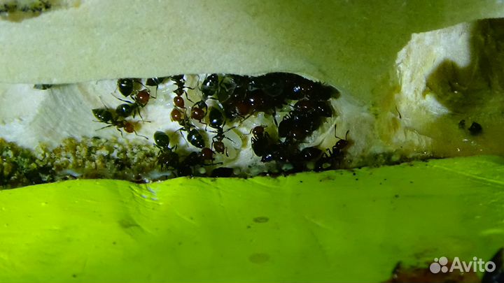 Муравьи Crematogaster scutellaris из Испании
