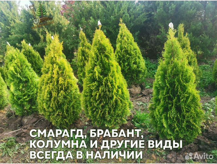 Туя колумна 1,5 м