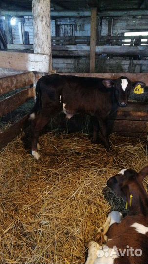 Телята на доращивание с доставкой