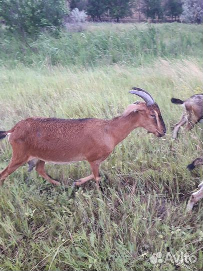 Коза дойная молочная