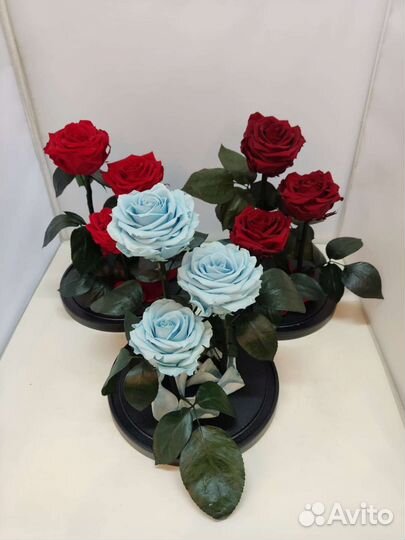 Роза в колбе