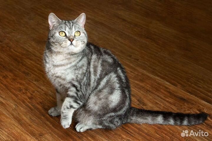 Бесплатно, породистый шотландский котик