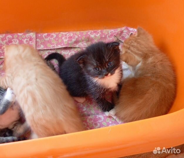 Отдам котят в добрые руки
