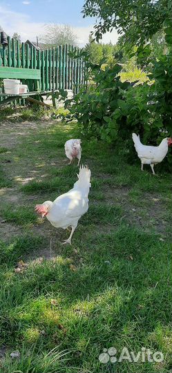 Куры несушки и петух