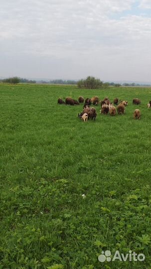 Продам баранов цена от за кг живого веса