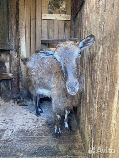 Коза и козлята