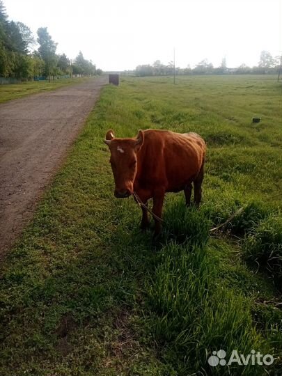 Продам корову