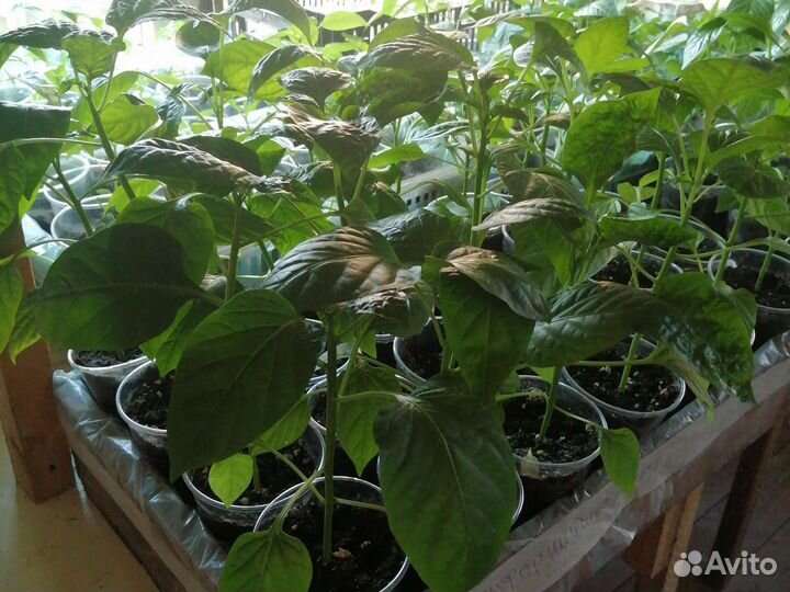 Рассада сладкого перца