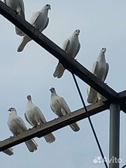 Продажа голубь гривун