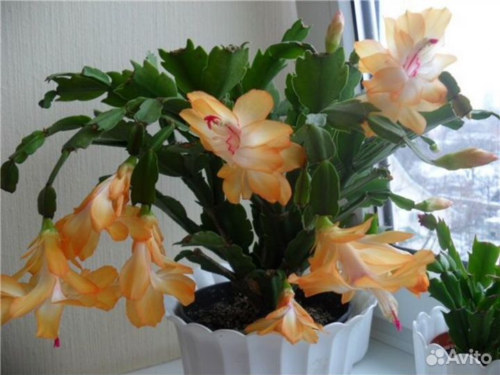 Зигокактус