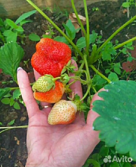 Рассада земляники Азия, Альба, Брилла, Сирия и т д