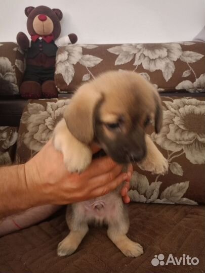 Собака в добрые руки отдам бесплатно