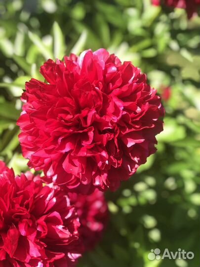 Продажа пионов