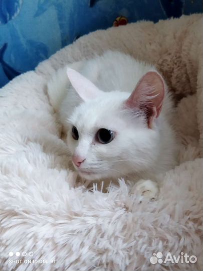 Кошечки на пристрой