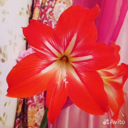 Гиппиаструм