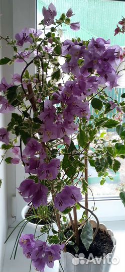 Бугенвиллия сортовая, корм для кошек