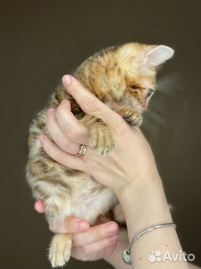 Бенгалочка