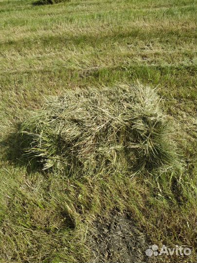 Сено в тюках