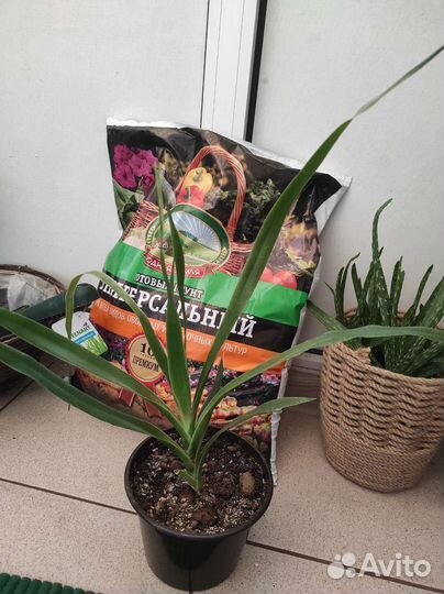 Комнатные растения цветы