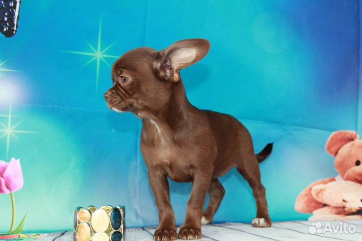 Щенки чихуахуа