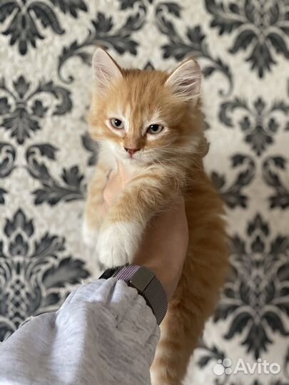 Сибирские котята