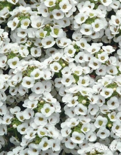 Алиссум клеа кристалл