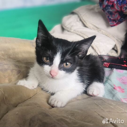 Котёнок