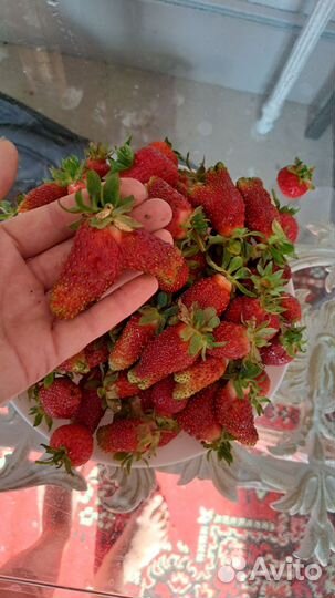 Земклуника купчиха