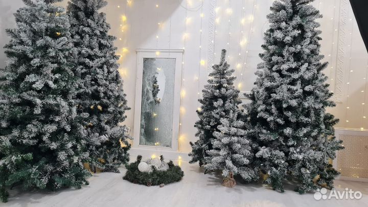 4 Елки из фотостудии заснеженные 250 210