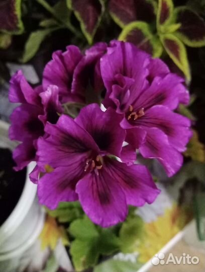 Пеларгония герань