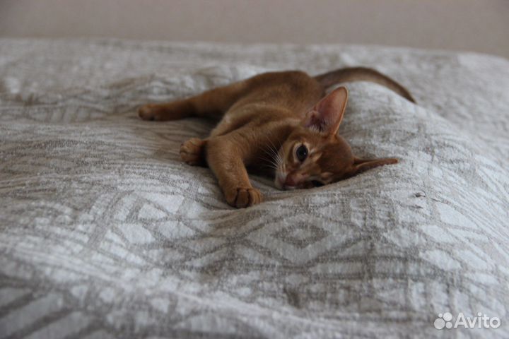 Абиссинские котята
