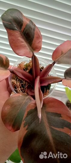 Филодендрон Блек кардинал вариегатный