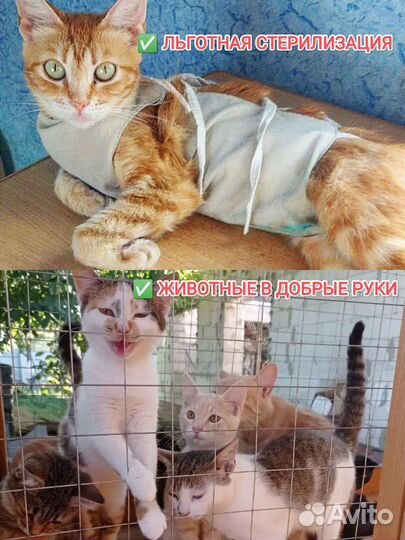 Льготная стерилизация+в добрые руки животные