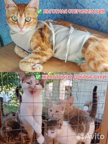 Льготная стерилизация+в добрые руки животные