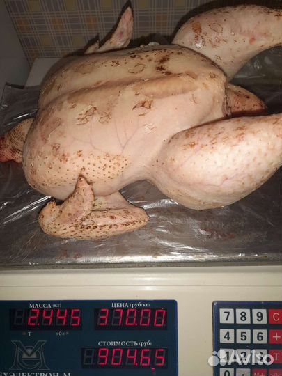 Мясо домашнего бролера