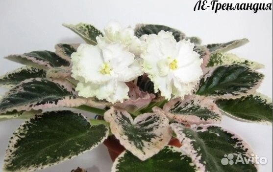 Фиалки листочками