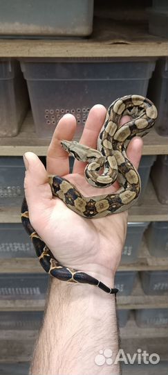 Императорский удав