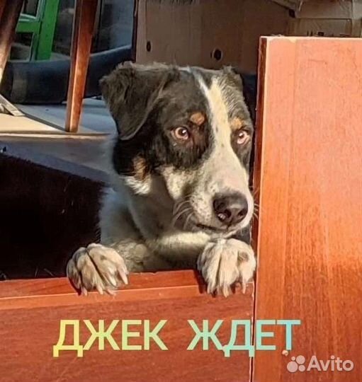 Джек - интеллигентный пес