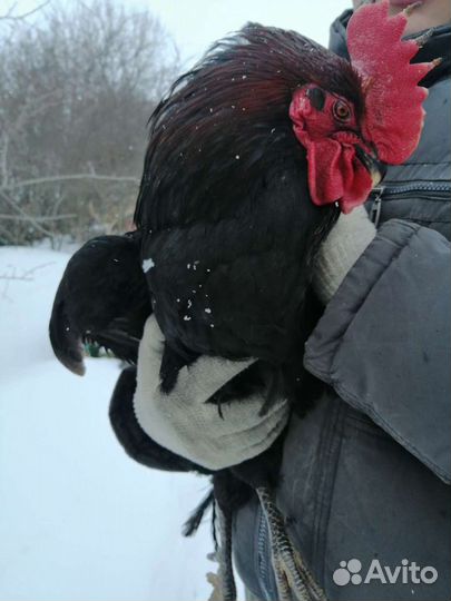 Петушки молодые