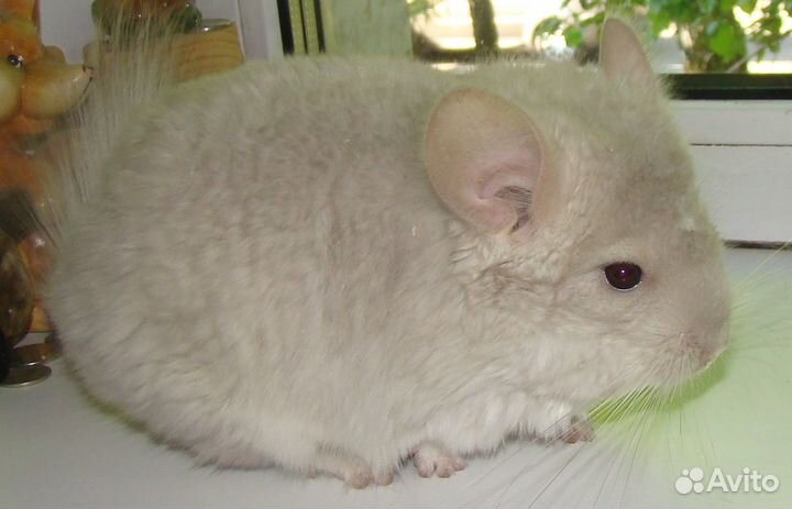 Бежевый фиолет носитель ангоры шиншилла мальчик