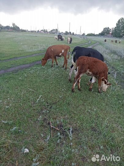 Телята на доращивание