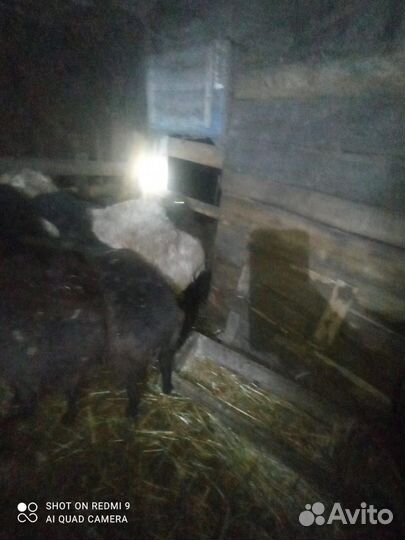 Курдючные бараны овцы