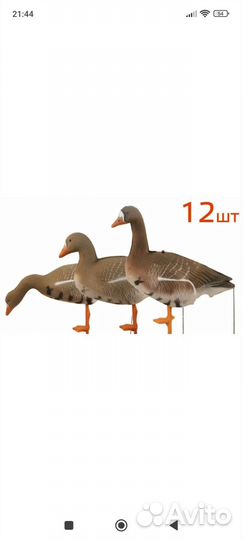 Чучела белолобых гусей