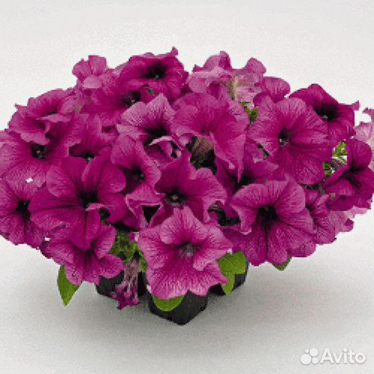 Семена Петуния грандифлора Саксесс 360