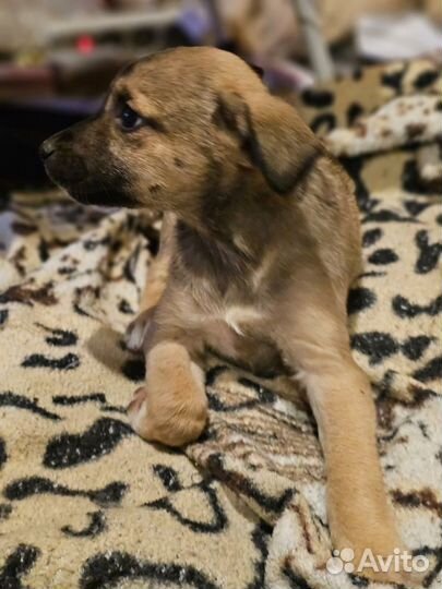 Щенки от маленькой собачки бесплатно