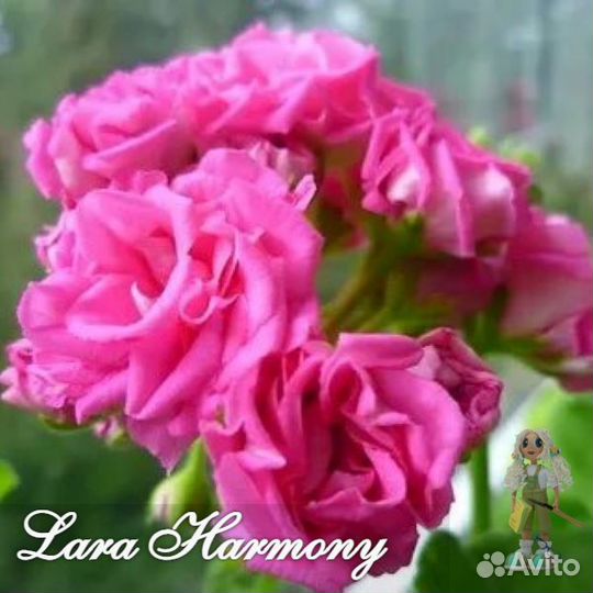 Пеларгония сортовая, герань